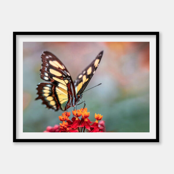 Makro billede - Makro Foto - Graphium Agamemnon - Harlekinridder sommerfugl - Plakat og Print- Anders Dissing
