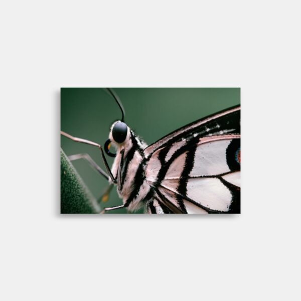 Makro foto - Plakat og Print - Papilio demoleus - Citronsvalehale – Anders Dissing