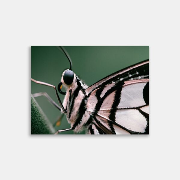 Makro foto - Plakat og Print - Papilio demoleus - Citronsvalehale – Anders Dissing