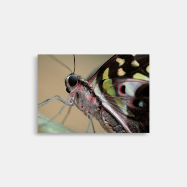 Makro billede - Makro Foto - Graphium Agamemnon - Harlekinridder sommerfugl - Plakat og Print- Anders Dissing