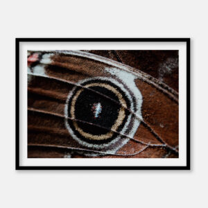 Makro foto - Junonia coenia – Buckeye sommerfugl - Anders Dissing