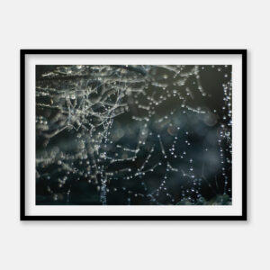 Makro foto - Makro fotografi - spindelvæv dråber - Brian Haar