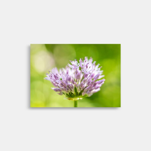 Makro foto - Allium carolinianum – Rosy Dream - Løg - Brian Haar