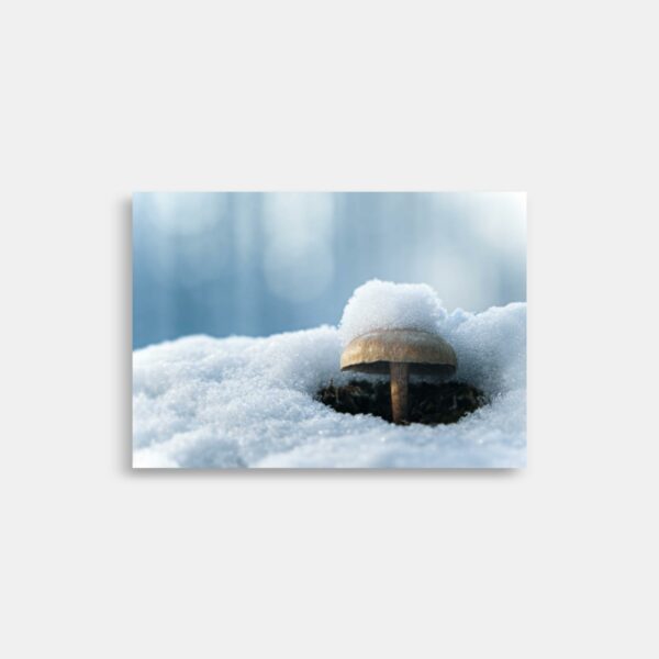 Makro foto - Svamp i sne - Plakat og Print - Anders Dissing