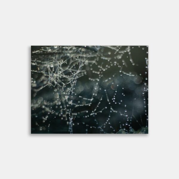 Makro foto - Makro fotografi - spindelvæv dråber - Brian Haar