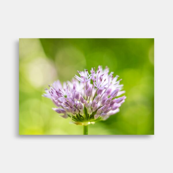 Makro foto - Allium carolinianum – Rosy Dream - Løg - Brian Haar