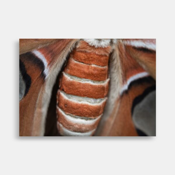 Attacus atlas sommerfugl plakat: et fascinerende kunstværk fra naturen - Anders Dissing