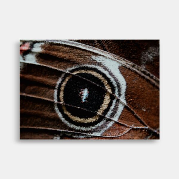 Makro foto - Junonia coenia – Buckeye sommerfugl - Anders Dissing