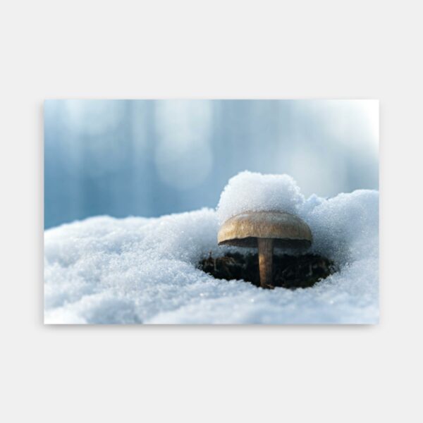 Makro foto - Svamp i sne - Plakat og Print - Anders Dissing